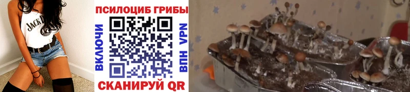 Псилоцибиновые грибы GOLDEN TEACHER  где можно купить наркотик  omg рабочий сайт  Слюдянка 